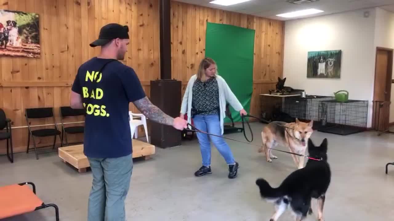 How to introduce two dogs safely