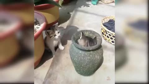 Gatos animados