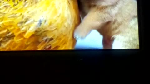Animal and birds friendship