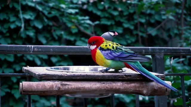 cute animals | cute cats | cute pappy |cute dogs | cute birds|cute pets # shorts