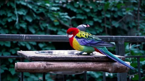 cute animals | cute cats | cute pappy |cute dogs | cute birds|cute pets # shorts