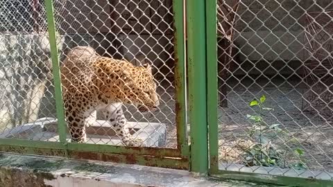 Leopard in cage 😱😱