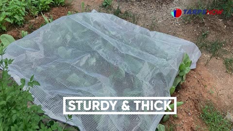 Translucent poly Tarp