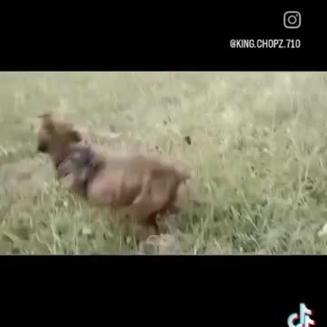 BaTtLe vIBeS - Training King Boxer Edited "Battle" Vibes