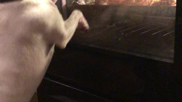 Dog Excited About Chicken Cooking in Oven