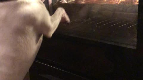 Dog Excited About Chicken Cooking in Oven