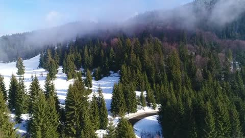 winter forest across a highway