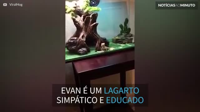 Lagarto imita dono e acena com a pata