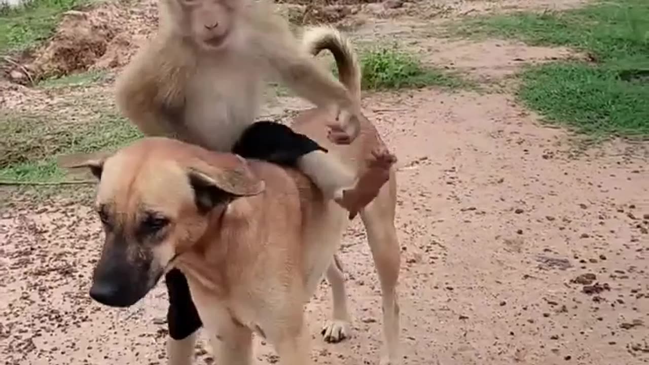 Monkey funny video