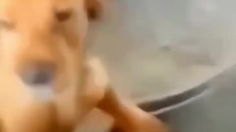 Funny Animal #2