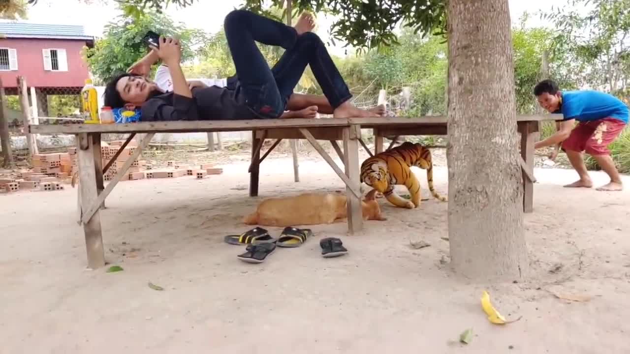 Wow Must Watch!!! Fake Tiger Prank Dog Funny Try To Stop Laugh Challenge 2021