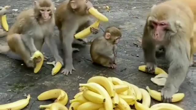 MONEY'S EATING BANANA 🍌S FULL HUNGRY DONET SOME HUMANS