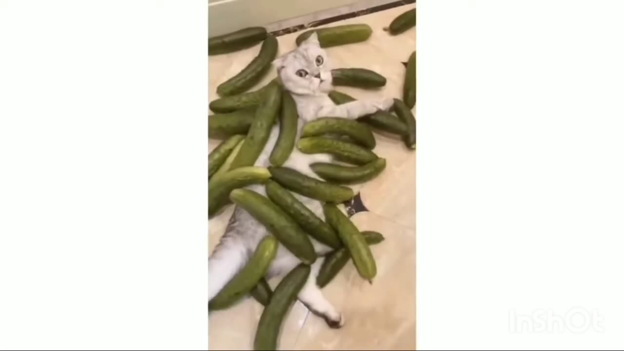 cat and cucumber