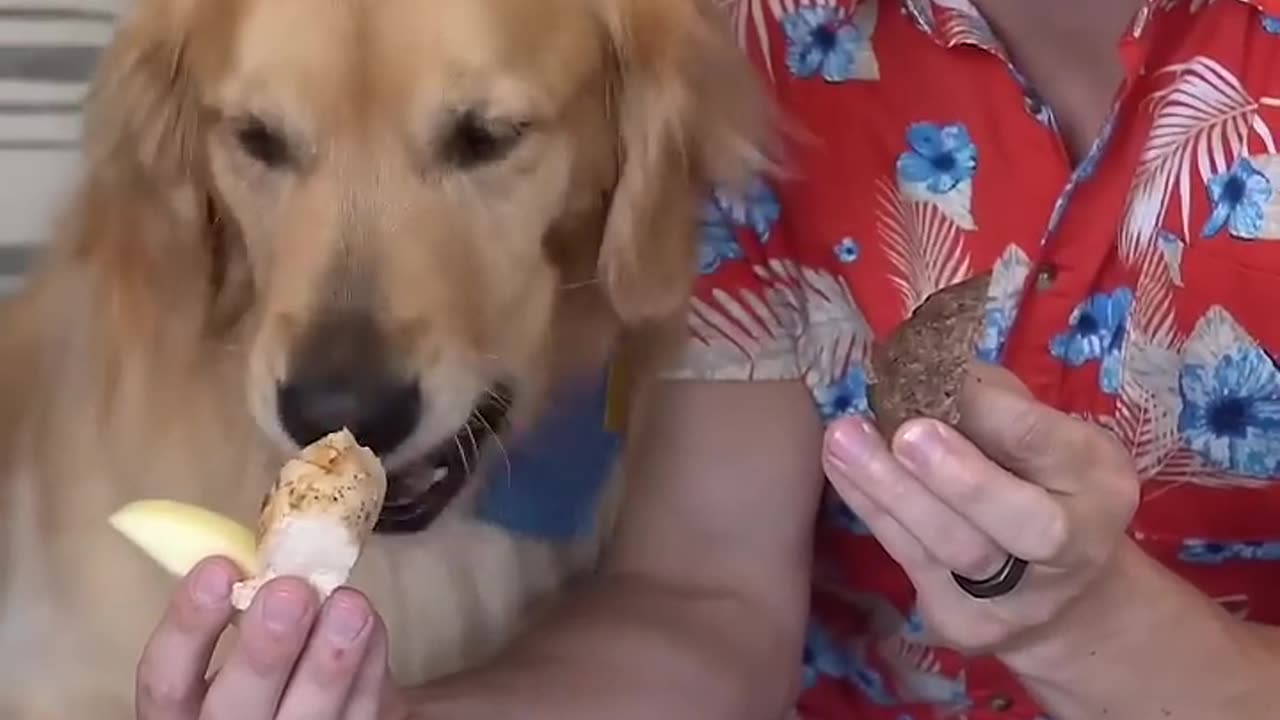 Dog picks favorite bbq food! #goldenretriever #dog