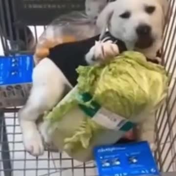 Cats and Dogs 2021Cutest