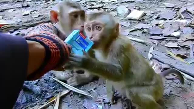 Spend one Million dollar to buy one bottle milk to feed the orphan monkeys