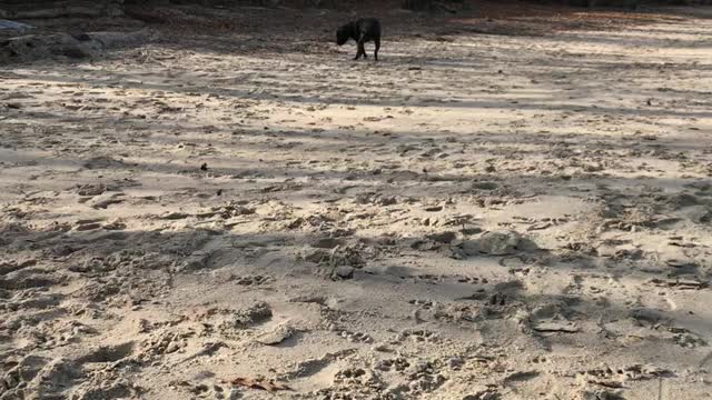 Doggy Freedom at the Beach