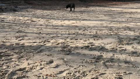 Doggy Freedom at the Beach