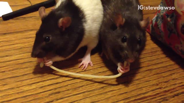 Two black rats eating spaghetti