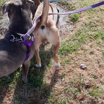 Listening for Dogs with Claire Bear 🐻 and Tucker Carlson