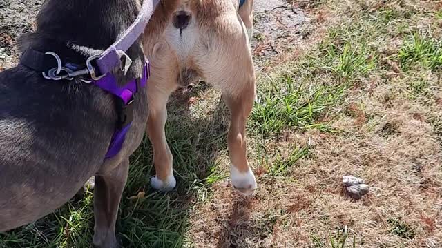 Listening for Dogs with Claire Bear 🐻 and Tucker Carlson