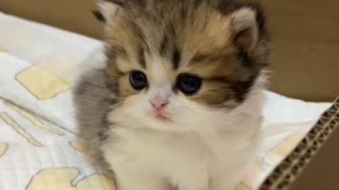 Cute 🐕 dog