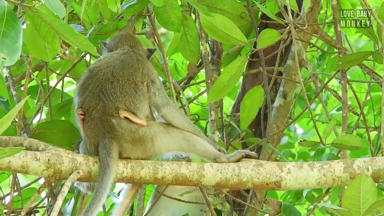 25.Totally Abandoned Monkey Elpida is A Former