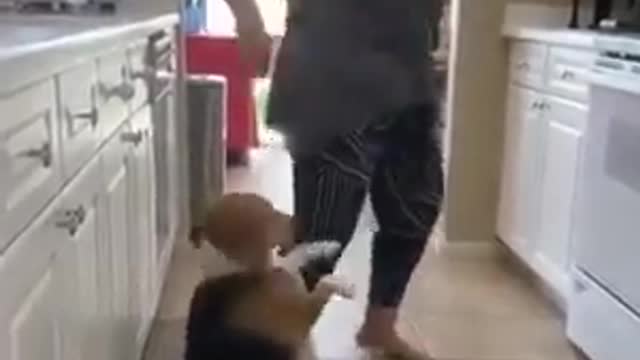 Dog dancing!