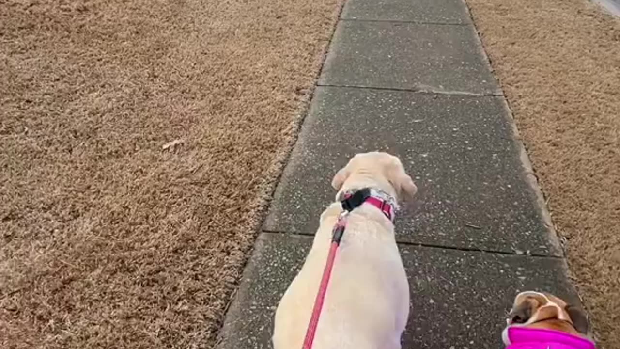 Neighbor cat joins daily dog walks