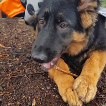 Puppy dressed as bat adorably destroys sticks for halloween
