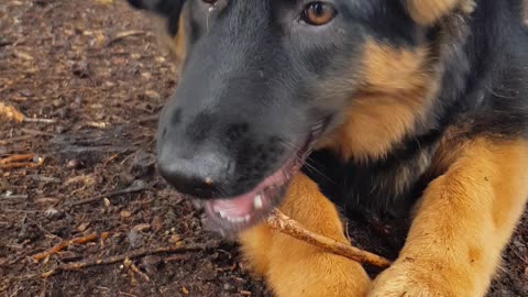 Puppy dressed as bat adorably destroys sticks for halloween