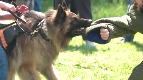 Dog's biting, slow motion. Shepherd is biting hard