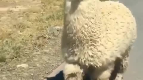 Encounter with a very fluffy alpaca