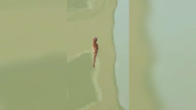 Tiny Seahorse Filmed In Venice Canal In Lockdown