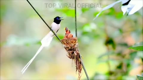 A bird's love for it's child