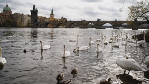 Swans swimming on the banks of a river