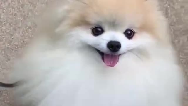 cute #dog short video| cute puppy shortsl #short #shortvideo #firstshortvideo #cutedog #dogs #shorts