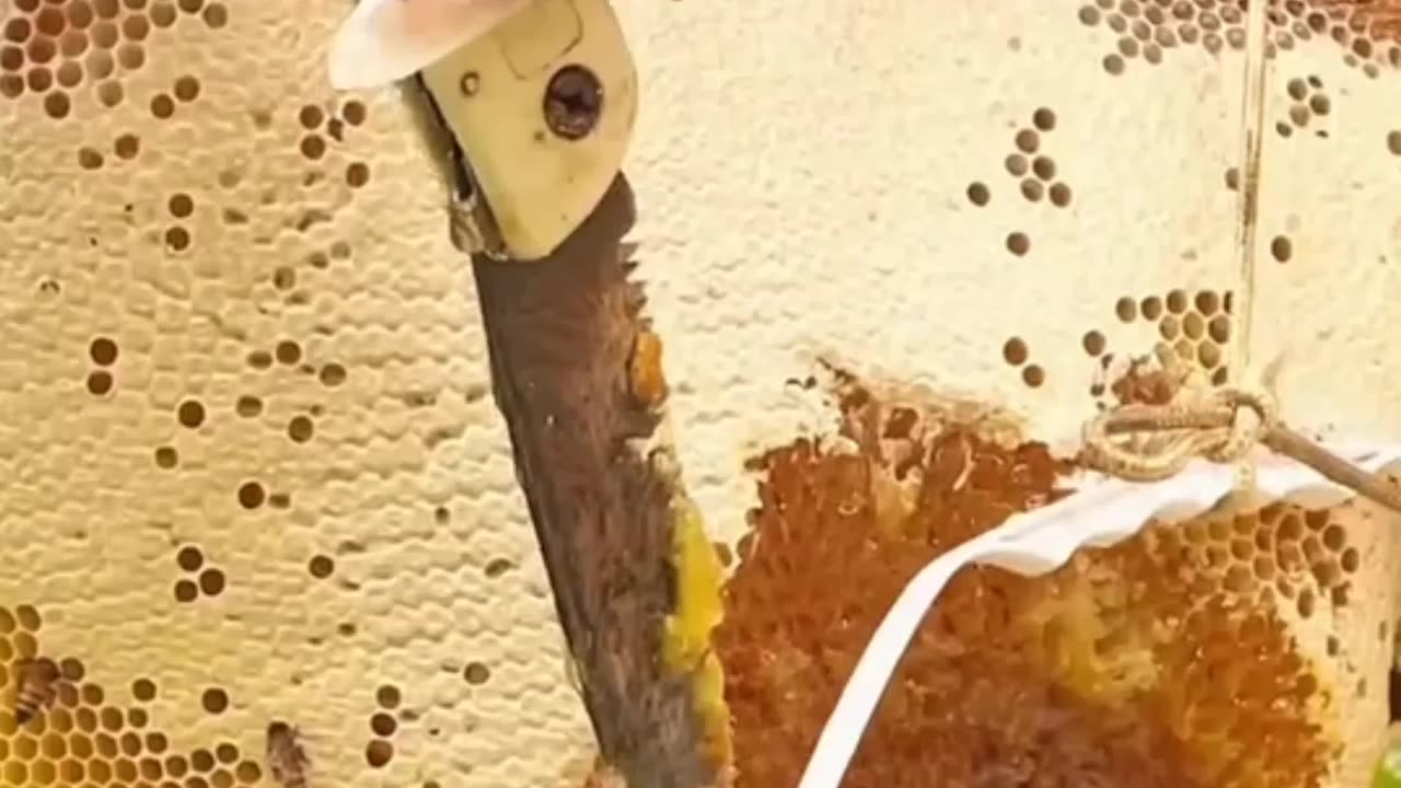 Amazing Honey Collections 💯