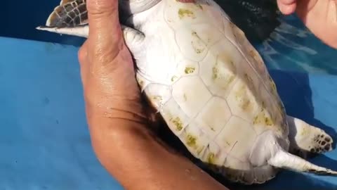 Turtle cleaning! 🛀 🏝