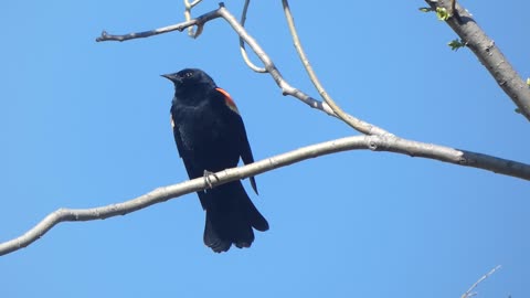 Red-winged Blackbird Calling from Perch