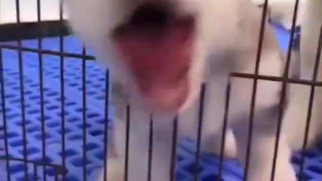 The naughty dog pretended to be stuck in the cage