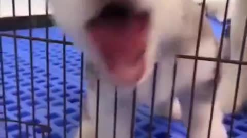 The naughty dog pretended to be stuck in the cage