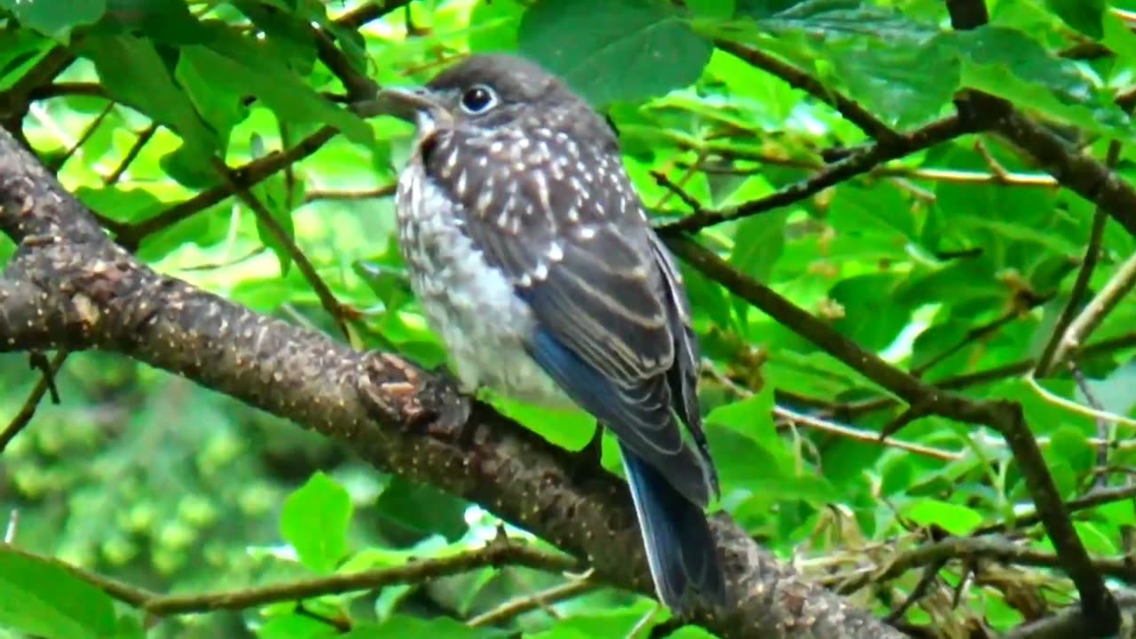 Baby Bluebird