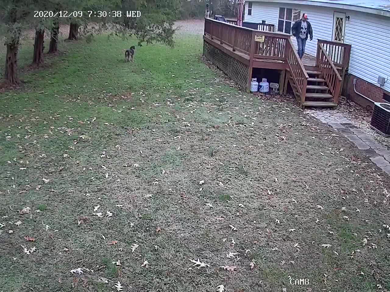 Lost Cow grazing in backyard