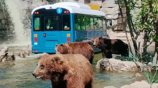Wild Wildlife The brown bear asked for food,