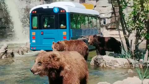 Wild Wildlife The brown bear asked for food,