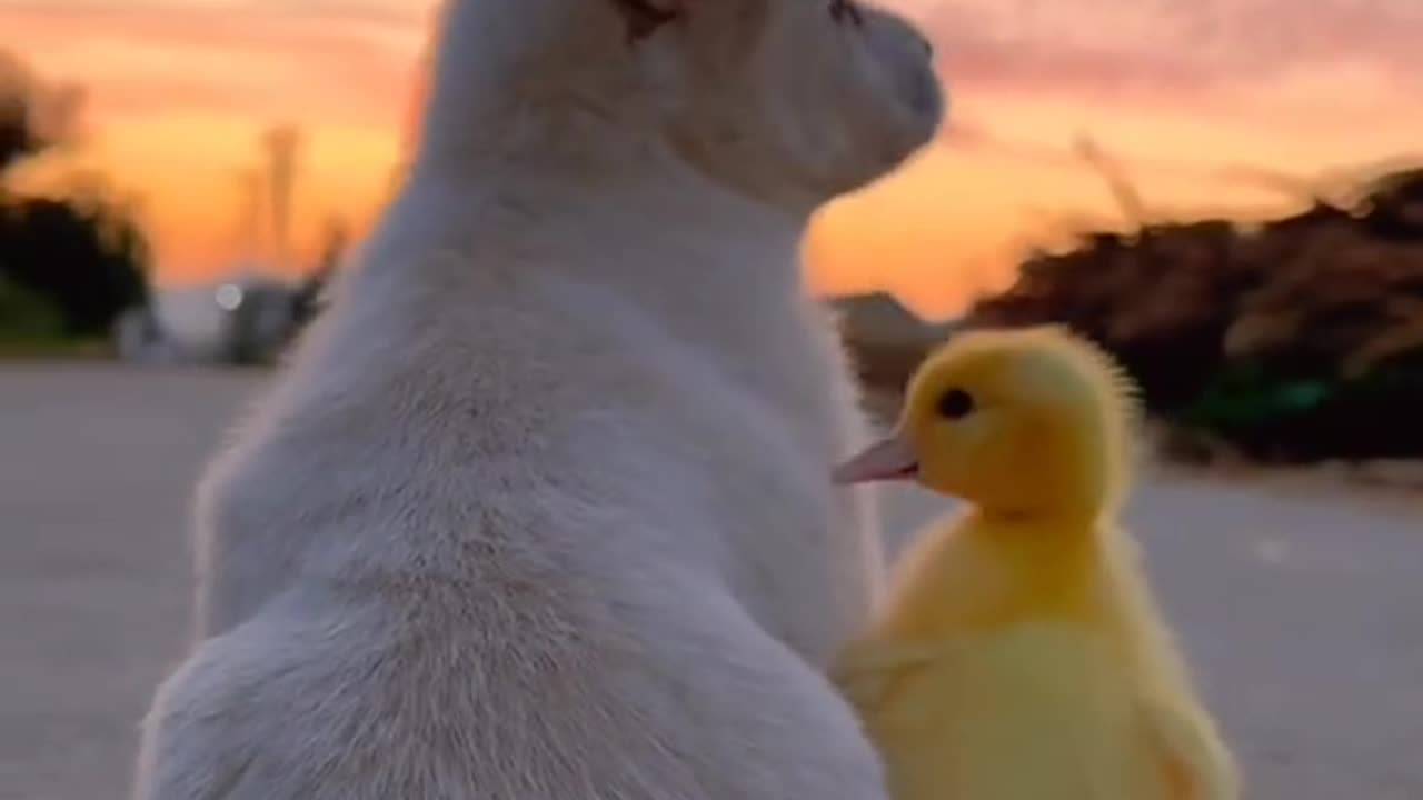 Cute puppy with baby duck