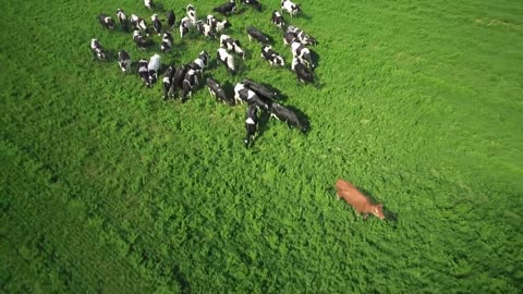 A group of cows