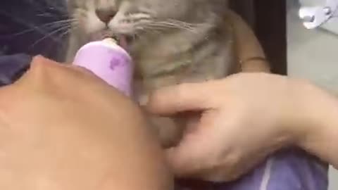 Cute cat funny viral clips