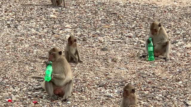 monkeys are drinking the beverages.